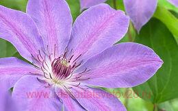 �������� Bałtyk 4