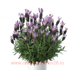  FANTASI Early Purple 15