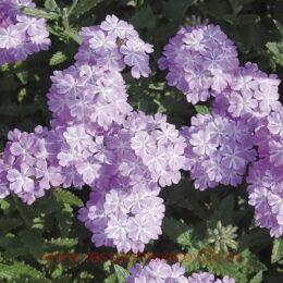  Lanai Lavender Star 21