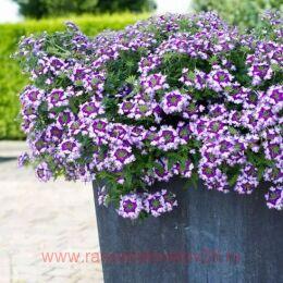  Lanai Twister Blue 11