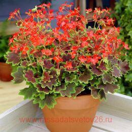 ���������� ������������� Vancouver Centennial 1