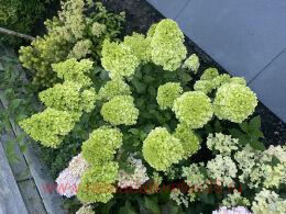   'Petite Cherry' PBR 124