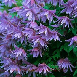 �������� , ������ ���������� Jiska 92