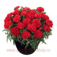     (Dianthus Sunflor Red Bull) 2