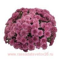   Sweet Pink (DB Sweet Pink) 52