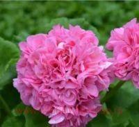 ���������� �������� ������� ��������� 188