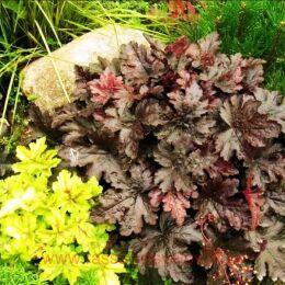  Burnish Bronze/   218