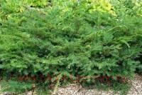 ���� ������� 'Ingeborg Nellemann' 17