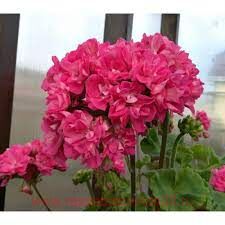 ���������� ����� ������� 441