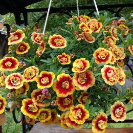   MINIFAMOUS NEO DOUBLE ORANGETASTIC 50