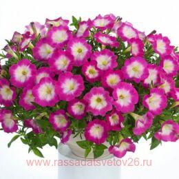  Cascadias Fantasy Hot Pink