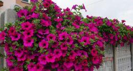  SURFINIA GIANT PURPLE 96