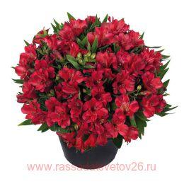  INTICANCHA Valentino 1