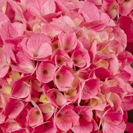   SAXON&#174; STYLE PINK 