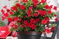  Sundaville Giant red 5