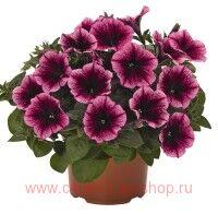  Sweetunia Burgund Gem 5