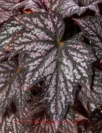  - BEWITCHED SILVER&#8471; 26