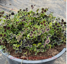  Trifolium Quadrifolium Purpureum 2