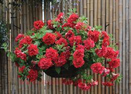 ������� Surfinia Double Red 125