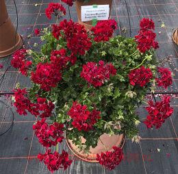 ���������� ������������ Moonflaire Burgundy 133