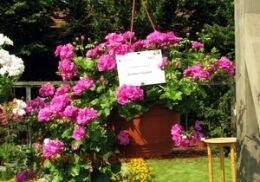 ���������� ������������ 	Grandeur Ivy Violet 360