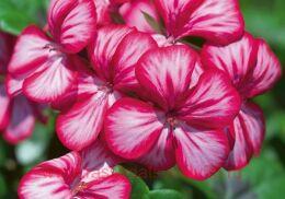 ���������� ������������ Geranbow Dark Red Bicolour 254