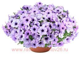 ������� Cascadias Lavender Ice 54