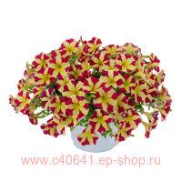  AMORE QUEEN OF HEARTS 70