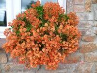  Elfjes XXL 	SALMON 7