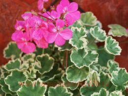 ���������� ������������� Madame Salleron 5