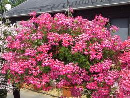 ���������� ������������ Ville de Paris Bicolor 41