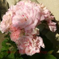 ���������� ���������� Achievement 194