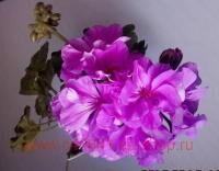 ���������� �������� Calypso 116