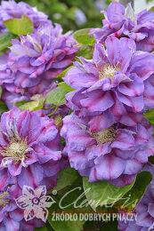  'Kr&#243;lowa Bona' 57