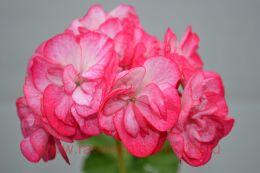 ���������� ��������� ������