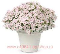  Vista Silverberry 155