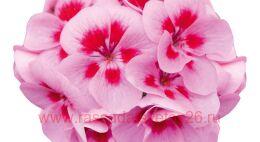 ���������� Sel. Moonlight louise 37