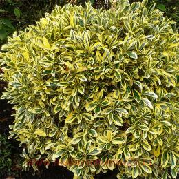 ��������� �������� Ovatus Aureus 18