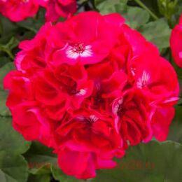 ���������� Calliope� L Hot Rose 173