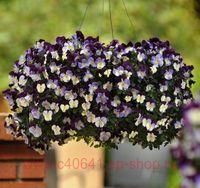   COOL WAVE VIOLET WING 6