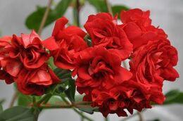 ���������� ������������ PAC Red Sybil 9