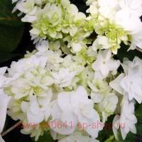   Doppio&#174; Bianco 83