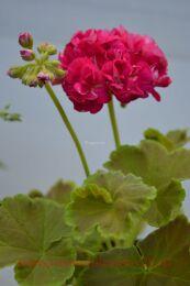 ����������. ������������� Caramel Violet 4