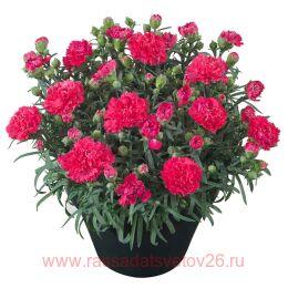  Sunflor Cerise Bling Bling 