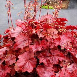  Northern Exposure Red 111