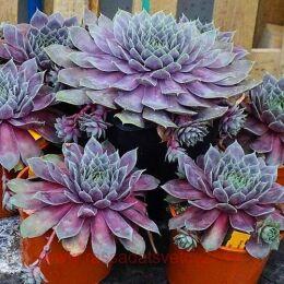  BigSam Purple Quartz 3