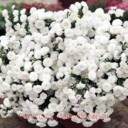   Showmakers Arctic White 26