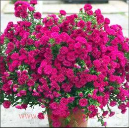   Showmaker Magenta 34