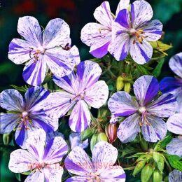 ������ ������� Striatum Akaton 25