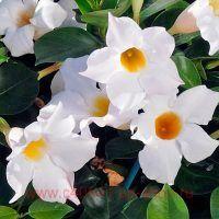  Diamantina Jade white 2